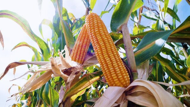 slow motion of Ripe yellow corn sways with the breeze, ready for harvest on the stalk with sun shining in day. low angle view and handheld shot