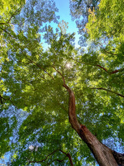 青空と緑の木々