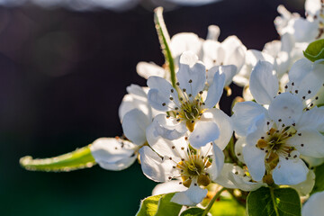 Closeup of white pear flowers on spring garden background