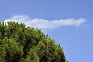 Obraz premium Thick green crown of a green pine tree against a background of blue sky with clouds.