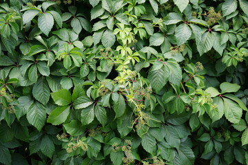 Fototapeta premium Parthenocissus Vitacea