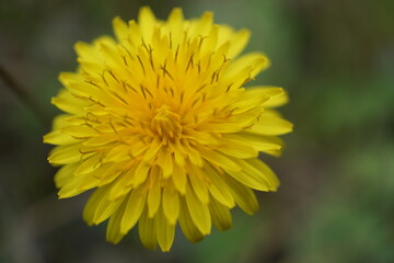 sonchus , Karahindiba