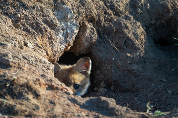 A young red fox looks out of a hole. Vulpes vulpes