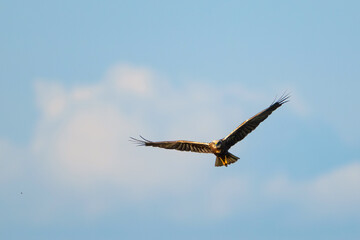 Flying bird of prey. Western Marsh Harrier. Circus aeruginosus