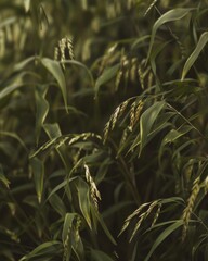 Close Up of a Field of Green Grass