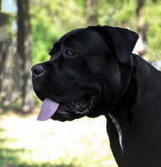 Black dog Cane Corso close-up. The muzzle of a large black dog. Cane Corso with its tongue hanging out. Expressive eyes of a big black dog. The head of a huge smooth-haired guard dog