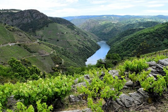 
Steep vineyards of Ribeira Sacra, Rias Baixas, Galicia, Spain - heoric viticulture above the Rio Sil and Mino river