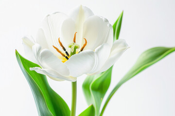 Naklejka premium A beautiful white tulip with vivid green leaves set against a pure white backdrop