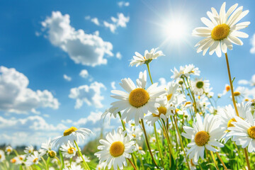 The meadow is bursting with graceful daisies, bathed in the warm glow of the suns rays