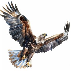 Obraz premium Stunning watercolor clipart featuring a majestic eagle, elegantly isolated on a white background