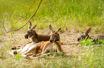 Kangaroo on a sunny green meadow
