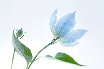 Blooming delicate flower of heavenly color isolated on a light background. Cope space. Selective focus. 
