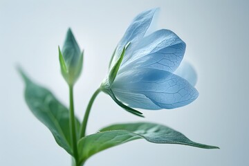 Obraz premium Blooming delicate flower of heavenly color isolated on a light background. Cope space. Selective focus. 