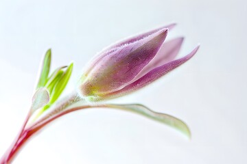 Fototapeta premium Blooming delicate fragile flower isolated on a light grey. Elegant background. Copy space. Selective focus.