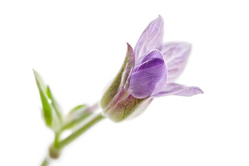 Blooming delicate fragile flower isolated on a light grey. Elegant background. Copy space. Selective focus.