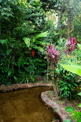 A walk through the Brazilian forest, tropical plants. Bird Park . Foz do Iguazu. Brazil.