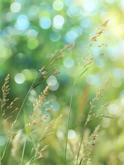 Blurry Grass in Sunlight