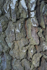 White gray texture from dry bark of a birch tree