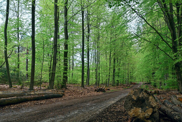 Beautiful view of the wood of Staneux