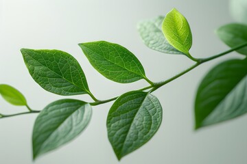 Green leaves on a branch isolated on a white background.