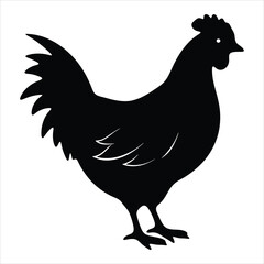 rooster isolated on white