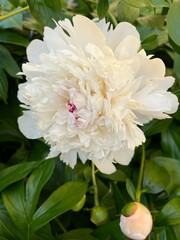 white peony flower