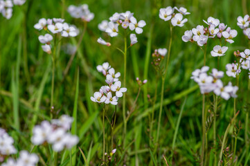 Cardamine pratensis cucko flower in bloom, group of petal flowering mayflowers on the meadow