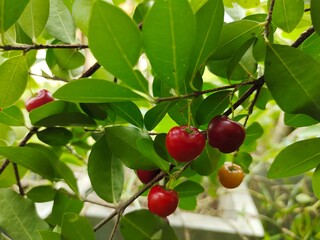 cherries on a tree