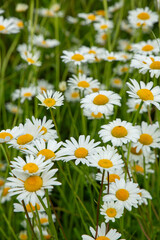 Blooming wild meadow of daisies on a windy summer day in June in Latvia