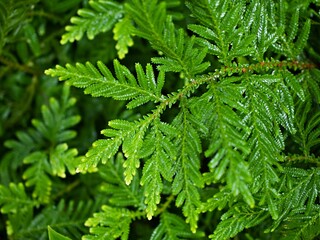Macro green leaves foliage Davallia Canariensis ,rabbit foot fern ,Selaginella involvens ,Appalachian Bristle fern ,filmy fern plants 