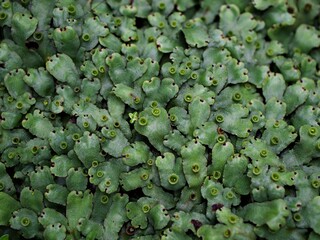 Closeup green leaf of Marchantia polymorpha ,Umbrella Liverwort ,Common liverwort 