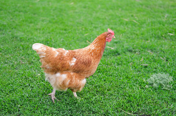Free range, healthy summer chicken walking through fresh farm meadow on sunny day. Poultry.Agricultural activity concept.