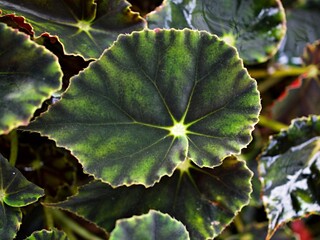 Green leaf foliage begonia flower plants evergreen leaves background ,fairy begonia Rexcultorum Heuchera Micrantha Reale piper Ornatum ,Piper Sylvaticum ,fundo verde frondoso ,macro, Lime Swirl leaves