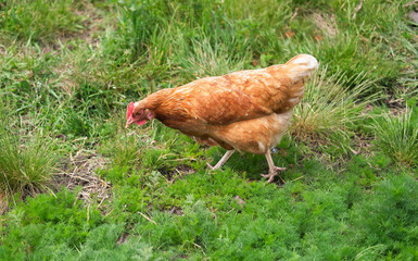 Free range, healthy summer chicken walking through fresh farm meadow on sunny day. Poultry.Agricultural activity concept.