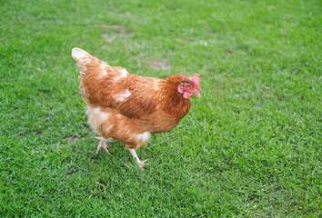 Free range, healthy summer chicken walking through fresh farm meadow on sunny day. Poultry.Agricultural activity concept.