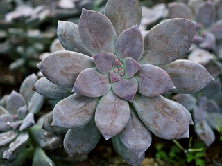 Closeup succulent plants Graptopetalum paraguayense Mother of pearl plant or Purple Ghost plant,...