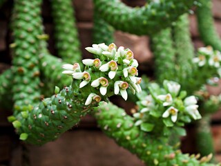 Aporocactus Flagelliformis lem ,Rat tail cactus plant ,cactaceae rattail cactus ,Disocactus flagelliformis cereus ,succulent plants 