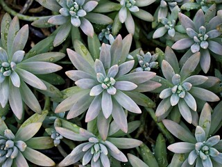Closeup succulent plant Pachyphytum hookeri Variegata ,Salm Dyck features silvery blue-green ,Pachyphytum hookeri variegated ,pointed succulent ,Cactus Succulent Desert Pianta Succulenta