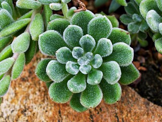 Succulent plant Echeveria setosa Mexican Firecracker ,green succulent
