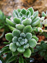 Fototapeta premium Succulent plant Echeveria setosa Mexican Firecracker ,green succulent 