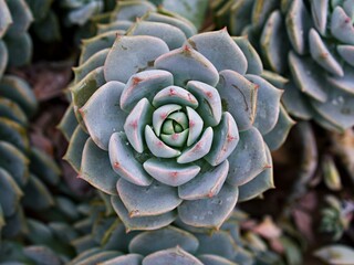 Macro succulent Cactus plant ,Echeveria elegans ,Rose Cabbage ,thick-leaved rosettes ,Echeveria...