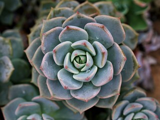 Macro succulent Cactus plant ,Echeveria elegans ,Rose Cabbage ,thick-leaved rosettes ,Echeveria Apus ,Shaped rose petals ,family Crassulaceae flowering plant ,hen and chicks ,Echevelia gibbiflora 