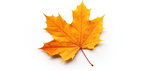 Autumn maple leaf isolated on white background with shadows, clipping path included for isolation, copy space image.