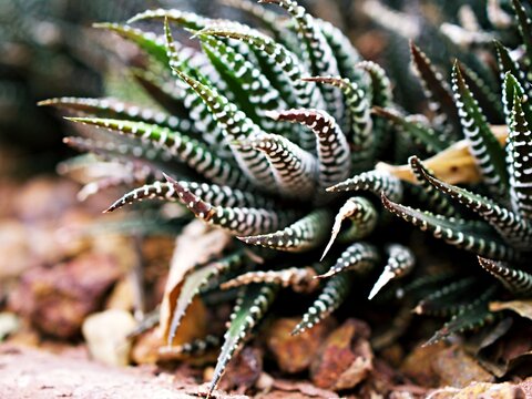 Succulent Zebra plant ,Haworthia Aloe Vera ,Pearl plant ,Zebra cactus ,Star window ,Cushion Aloe ,Haworthia fasciata South African succulent is family Asphodelaceae ,Attractive striped rosettes 