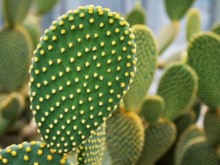 Closeup cactus Bunny ear plant Opuntia microdasys ,Opuntioid cacti ,heart shaped ,Indian fig ,smooth Mountain Prickly Pear ,Mission cactus ,nopal ,ficus-indica ,Opuntia vulgaris ,soft selective focus