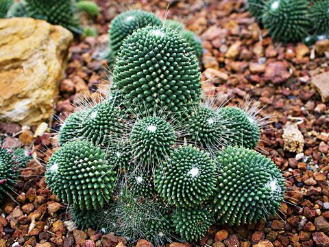 Cactus desert plant Mammillaria carnea Pandan ,Herbs Cacti Medicinal ,Autore Zucc Argomento della citazione tax, nov. Classificazione. Categoria tassonomica Specie Sinonimo Cactaceae Mammillaria villi