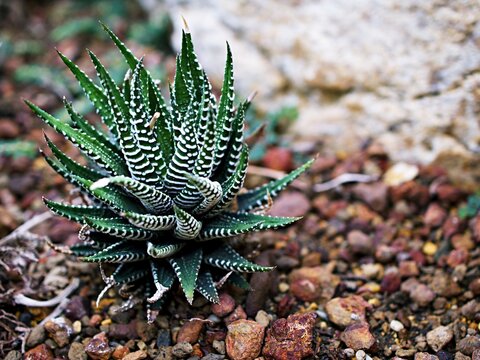Succulent Zebra plant ,Haworthia Aloe Vera ,Pearl plant ,Zebra cactus ,Star window ,Cushion Aloe ,Haworthia fasciata South African succulent is family Asphodelaceae ,Attractive striped rosettes 