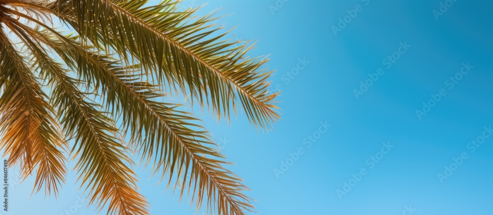 Poster Date palm branches under a clear blue sky with space for text or images. with copy space image. Place for adding text or design