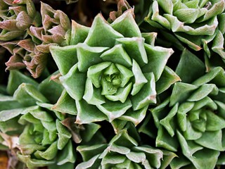 Succulent plant Haworthia mucronata ,Asphodelaceae ,Cuspidata ,Suculenta ,Ventana Haworthia...