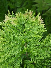 Macro green leaves foliage Davallia Canariensis ,rabbit foot fern ,Selaginella involvens ,Appalachian Bristle fern ,filmy fern plants 